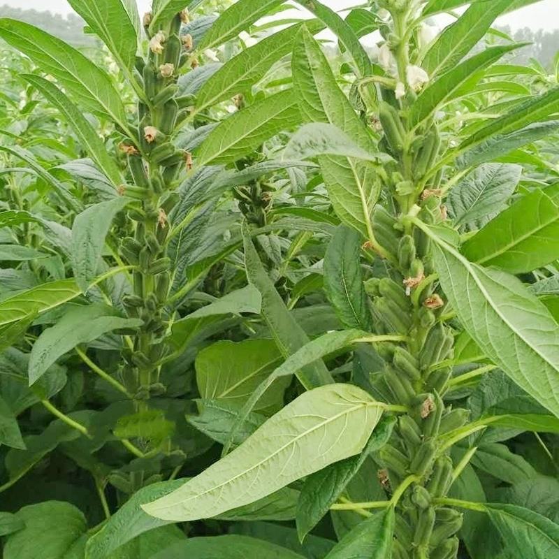 黑芝麻种子抗病抗倒耐重茬全生育期85天左右籽粒饱满