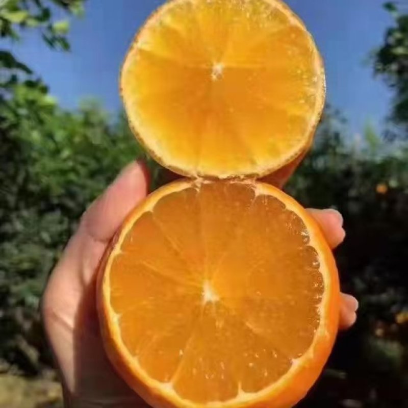 九月红果冻橙，长虹，血橙果图现订现摘