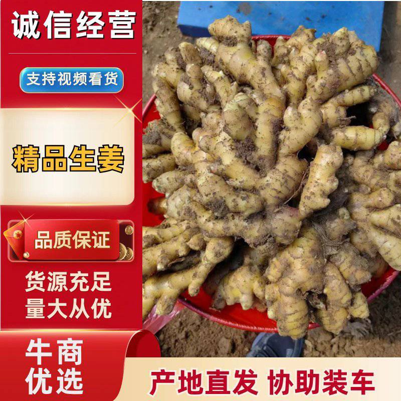 【实力】电商货市场货小黄姜(精品风干姜/水洗姜/沙土姜)
