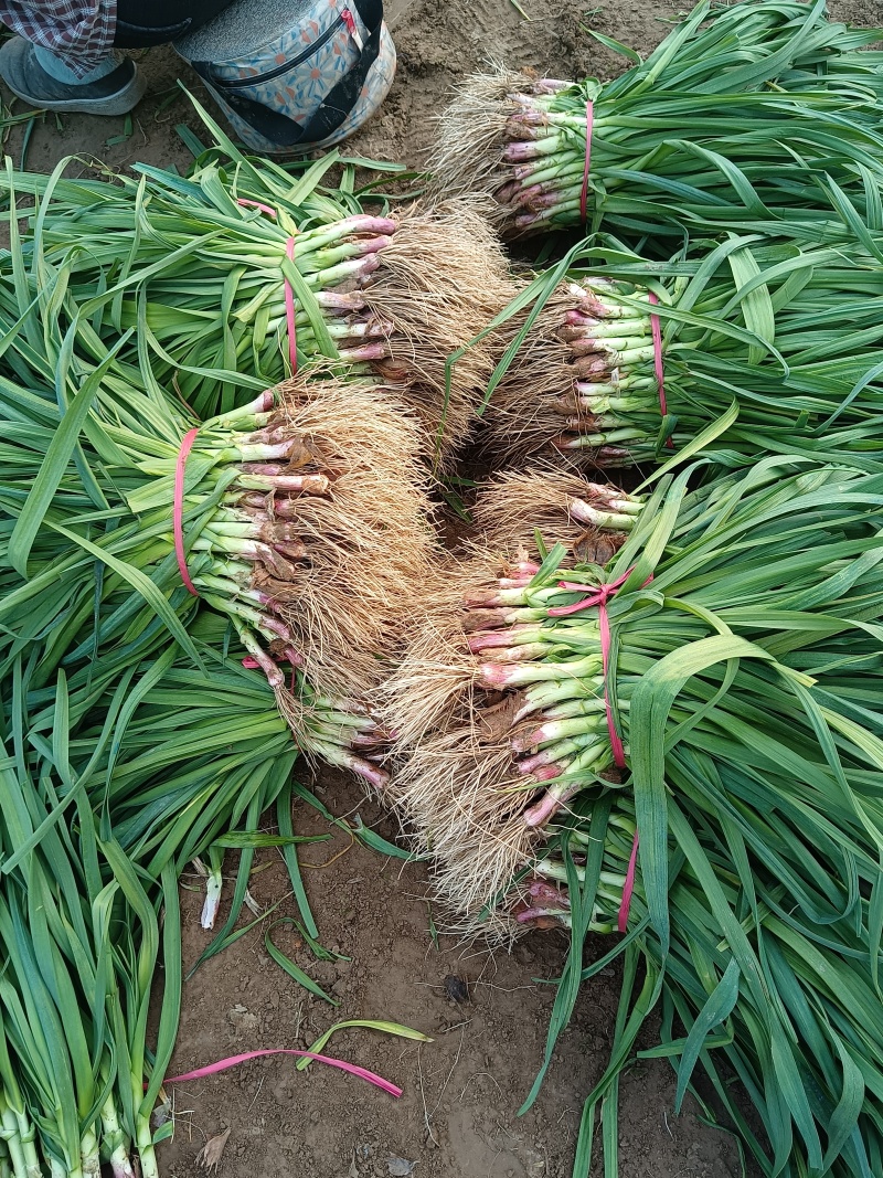 丰具红根蒜苗大量上市，口感鲜嫩，品质**，红根，绿叶，