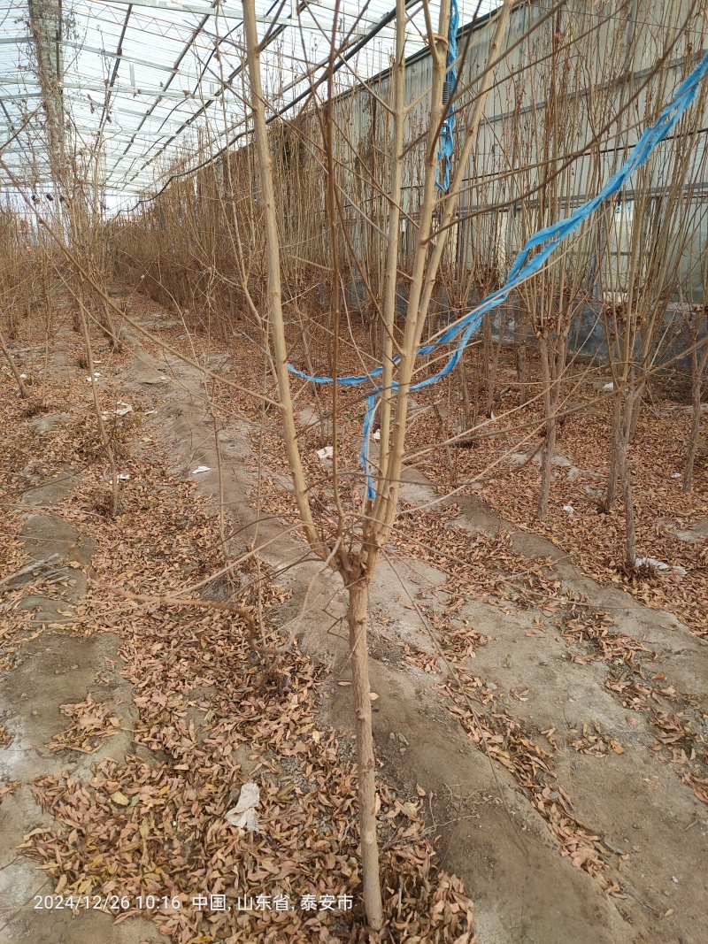 石榴树苗，质量好，成活率高，保湿邮寄，物流，快递方便，