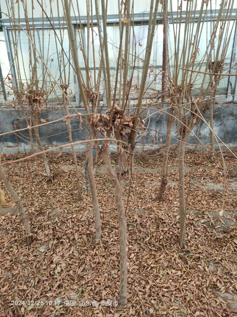 石榴树苗，质量好，成活率高，保湿邮寄，物流，快递方便，