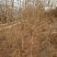 石榴树苗，质量好，成活率高，保湿邮寄，物流，快递方便，