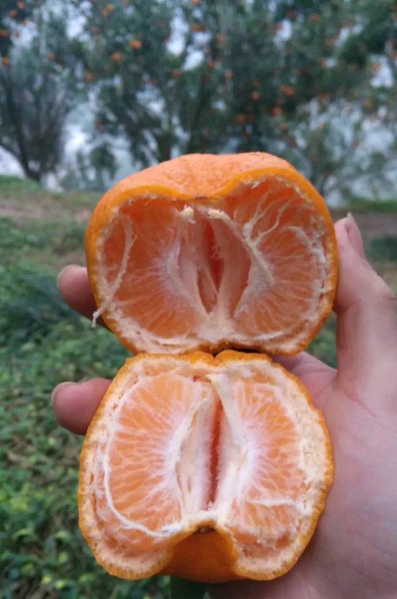 芦柑产地货源充足，物美价廉。