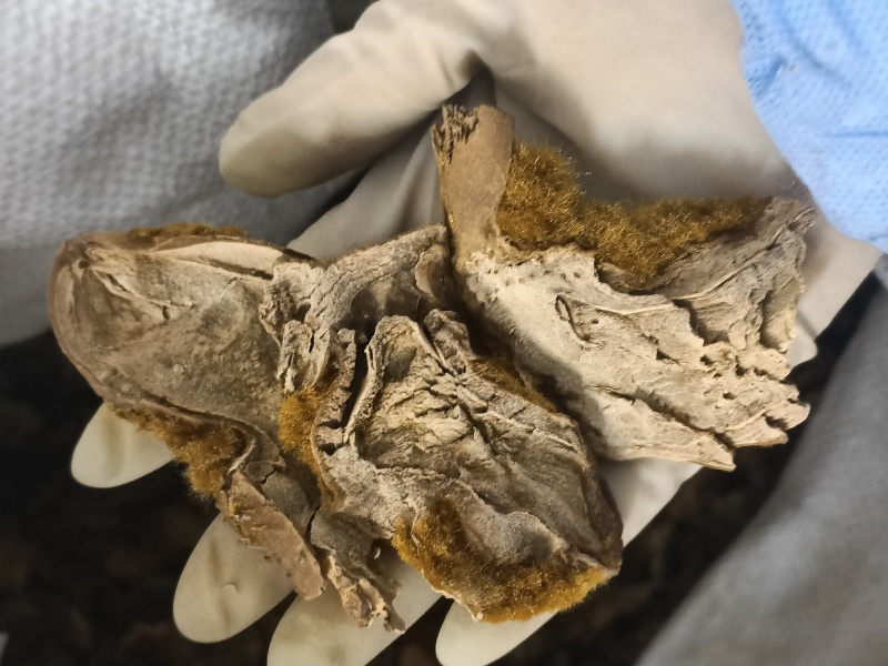 狗脊中药材狗脊无添加净货实物实拍