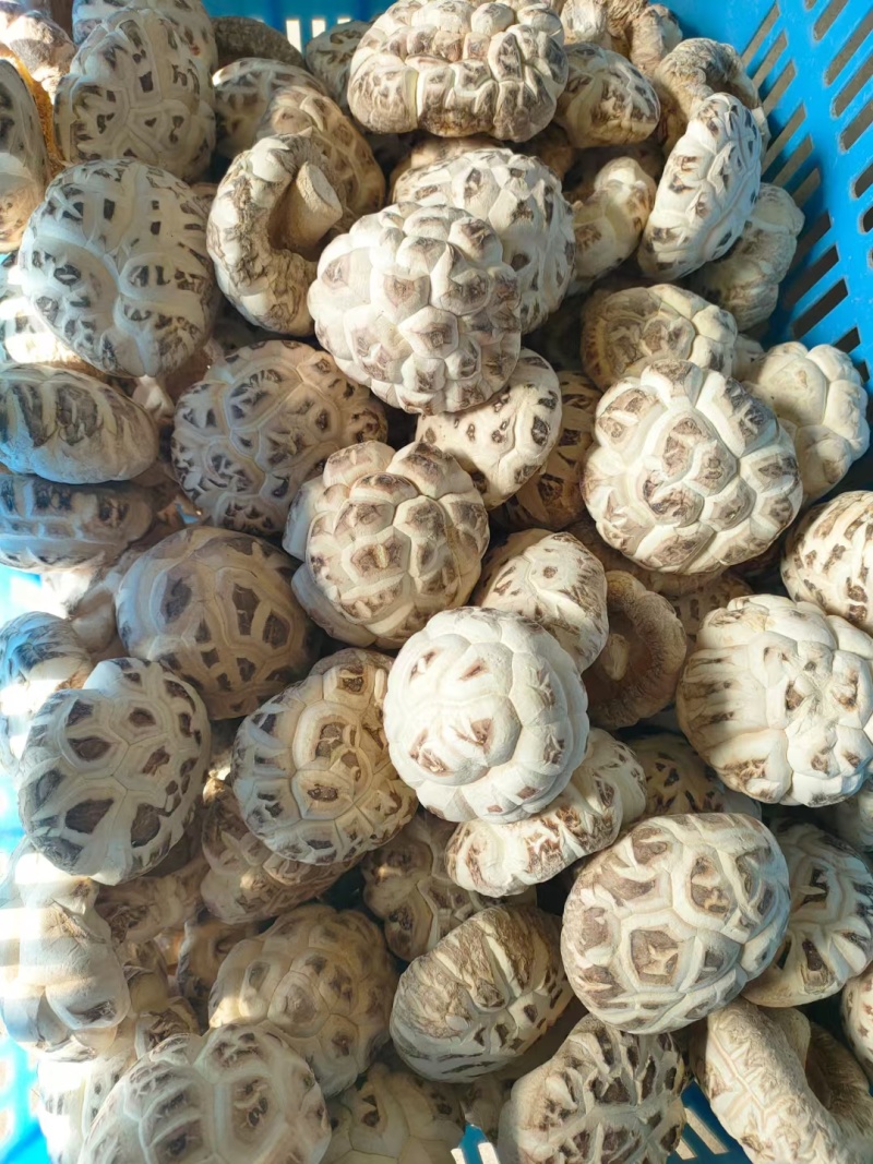 香菇产地，干香菇，花菇，农户直销，各种精选规格香菇