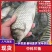 《热》精品垂钓鯽鱼中科麻鯽湘鯽鱼黄金鯽钓塘直供包运