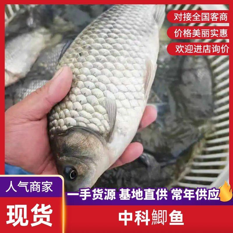 《热》精品垂钓鯽鱼中科麻鯽湘鯽鱼黄金鯽钓塘直供包运