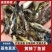 精品黄颡鱼苗产地直供四川黄辣丁苗提供养殖技术包运输