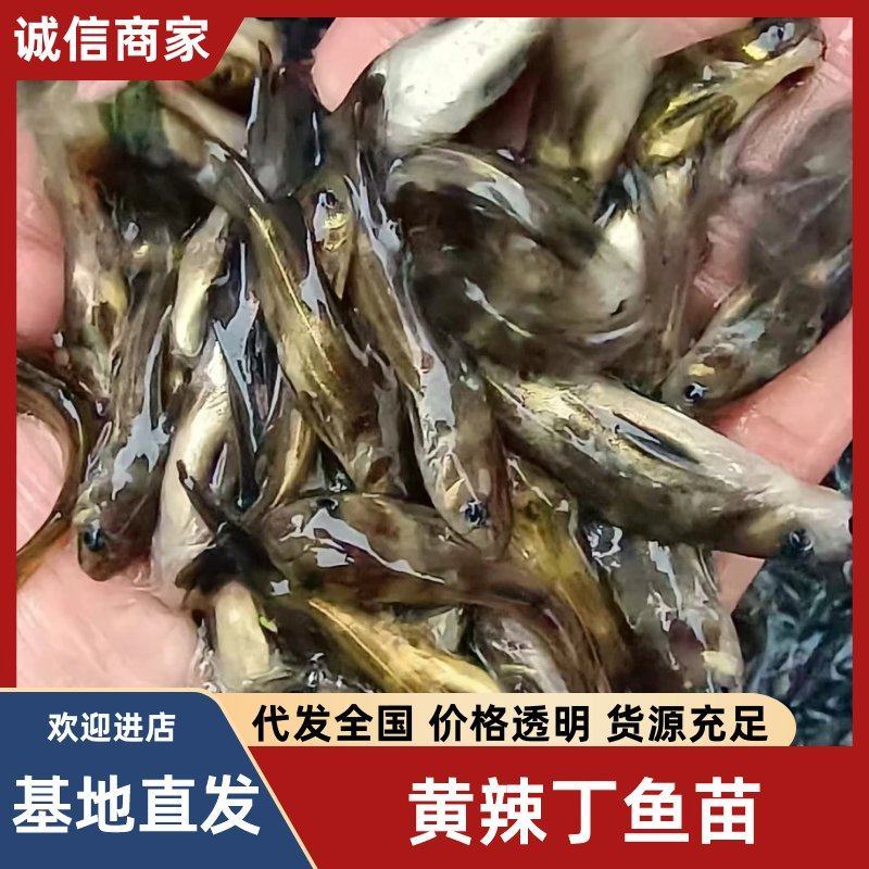 精品黄颡鱼苗产地直供四川黄辣丁苗提供养殖技术包运输