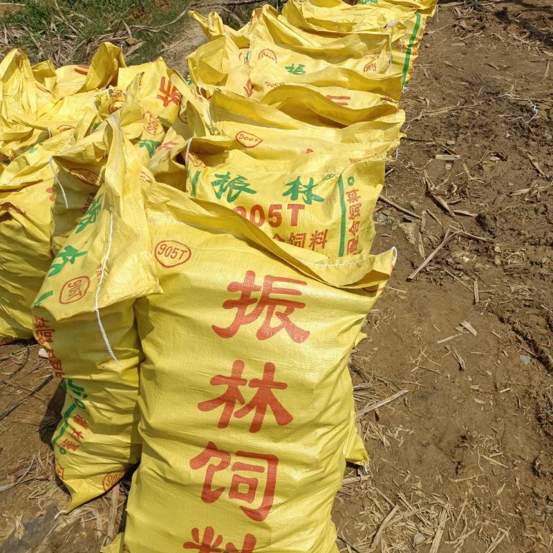 甘蔗种子，黑皮甘蔗种子，广西甘蔗种子批发