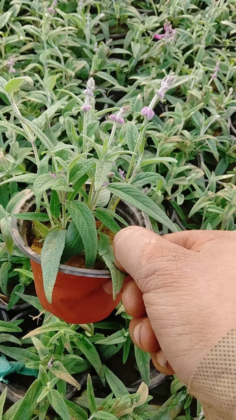 墨西哥鼠尾草