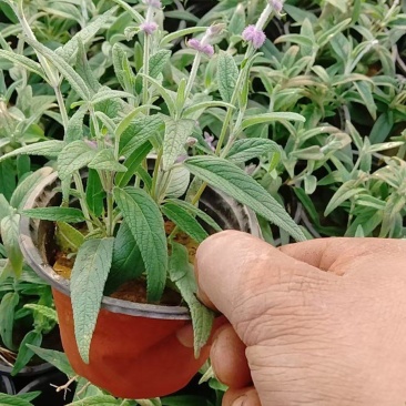 墨西哥鼠尾草