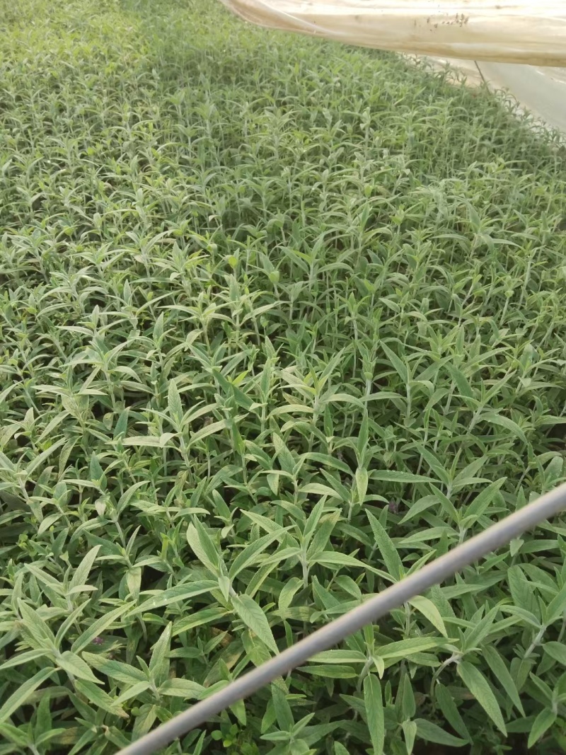 墨西哥鼠尾草