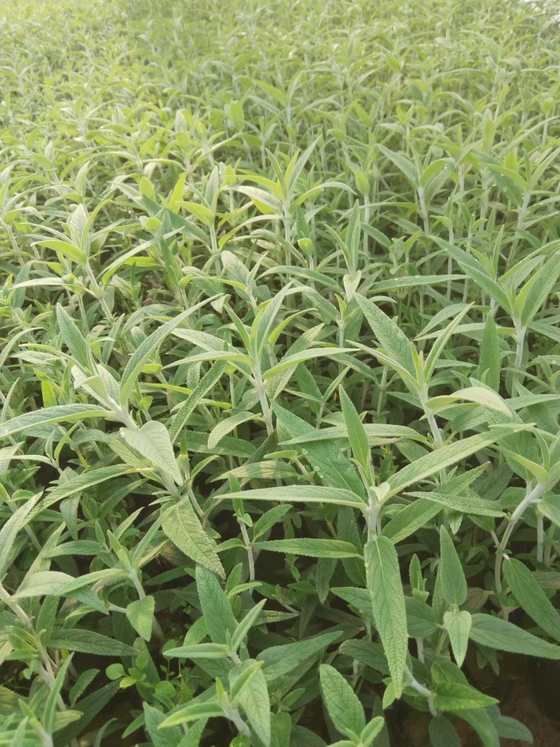墨西哥鼠尾草