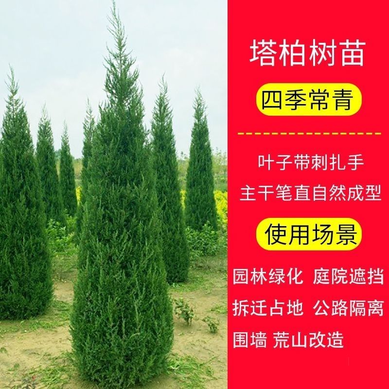 蜀桧，塔柏，墓地道路绿化苗木四季常青绿化