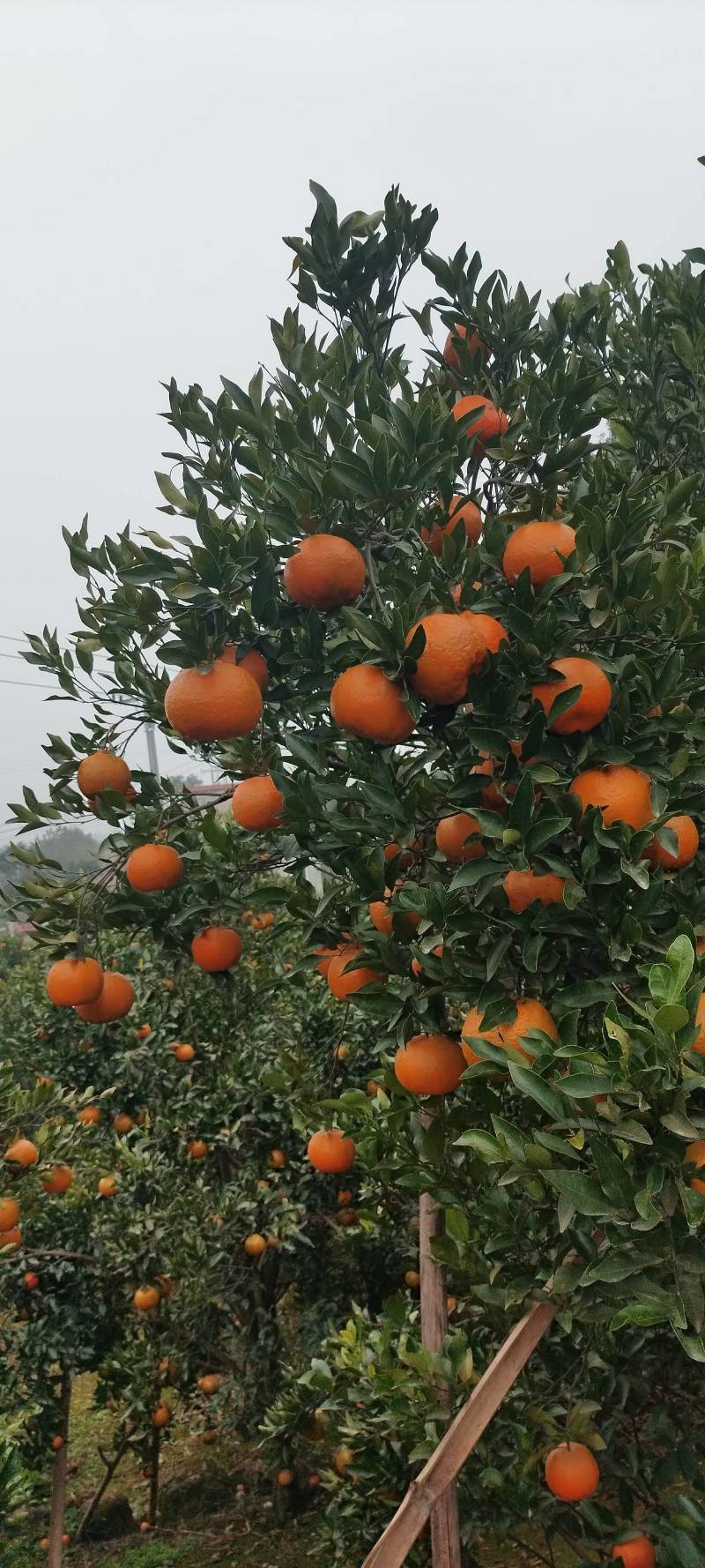 椪柑原产地种植，果味纯正颜色艳丽，自然成熟无人工催熟。