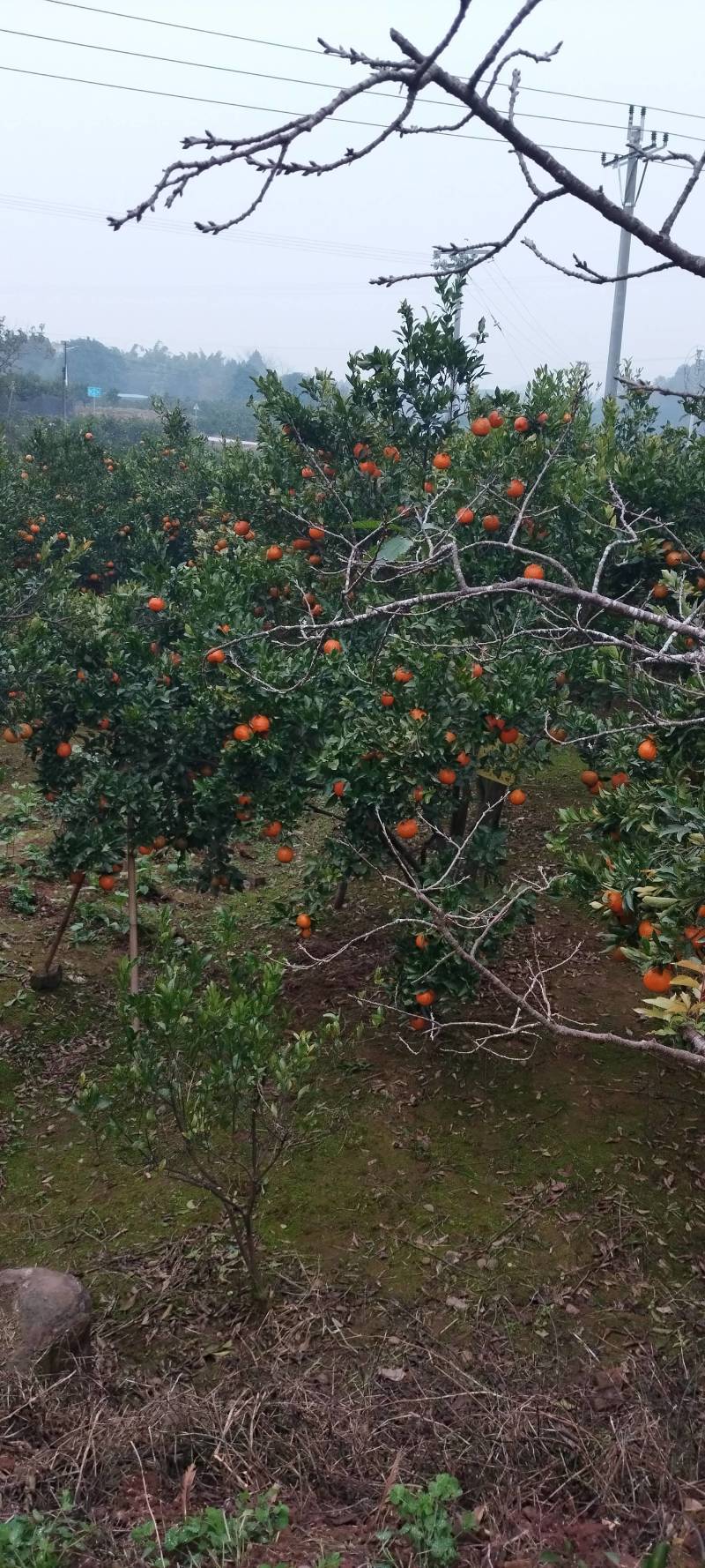 椪柑原产地种植，果味纯正颜色艳丽，自然成熟无人工催熟。