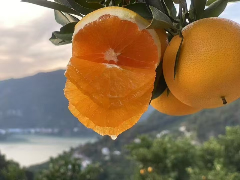 【九月红脐橙】湖北秭归产地直供现摘现发价格美丽欢迎订购