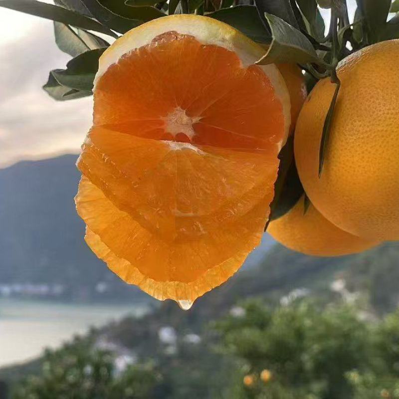 【九月红脐橙】湖北秭归产地直供现摘现发价格美丽欢迎订购