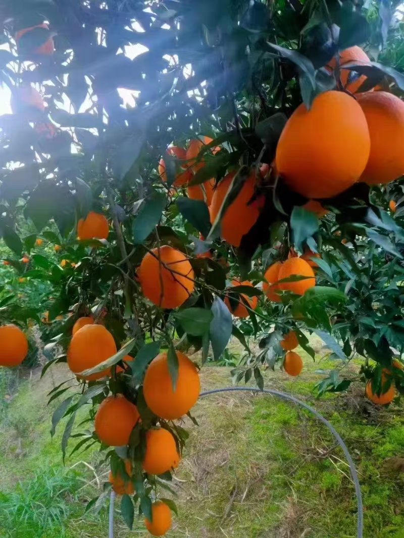 【长虹脐橙】湖北宜昌基地直供质量保证一手货源量大优惠