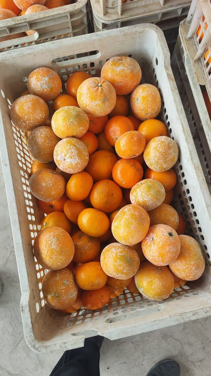 广西武鸣沃柑，榨汁果，饮料果，工厂货大量供应。