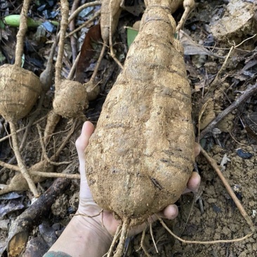 野生黄牛