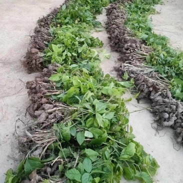 三叶青块茎苗货源充足量大从优质量保证欢迎咨询