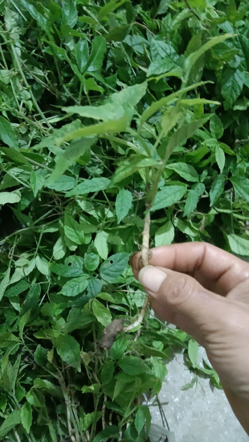 三叶青块茎苗货源充足量大从优质量保证欢迎咨询