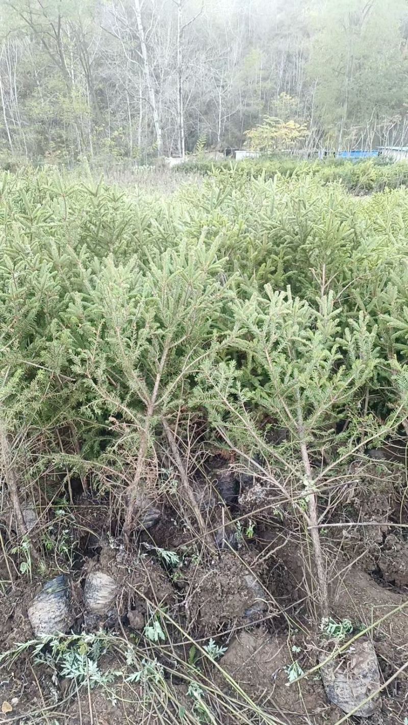 占地云衫，精品云杉，大田云衫，杯苗云杉量大丛优