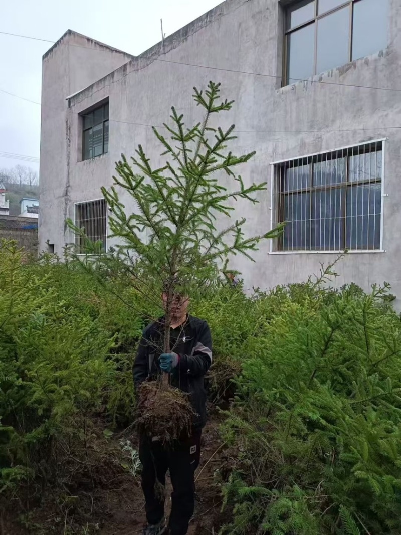 占地云衫，精品云杉，大田云衫，杯苗云杉量大丛优