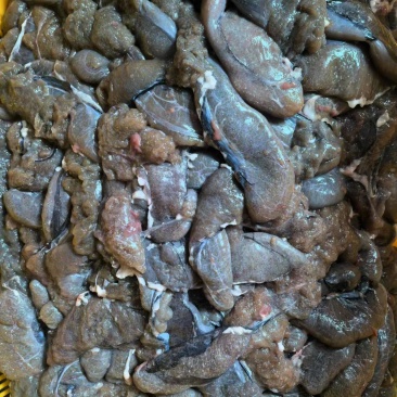 白莲鱼籽厂家大量批发，专车价格可淡