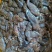 白莲鱼籽厂家大量批发，专车价格可淡