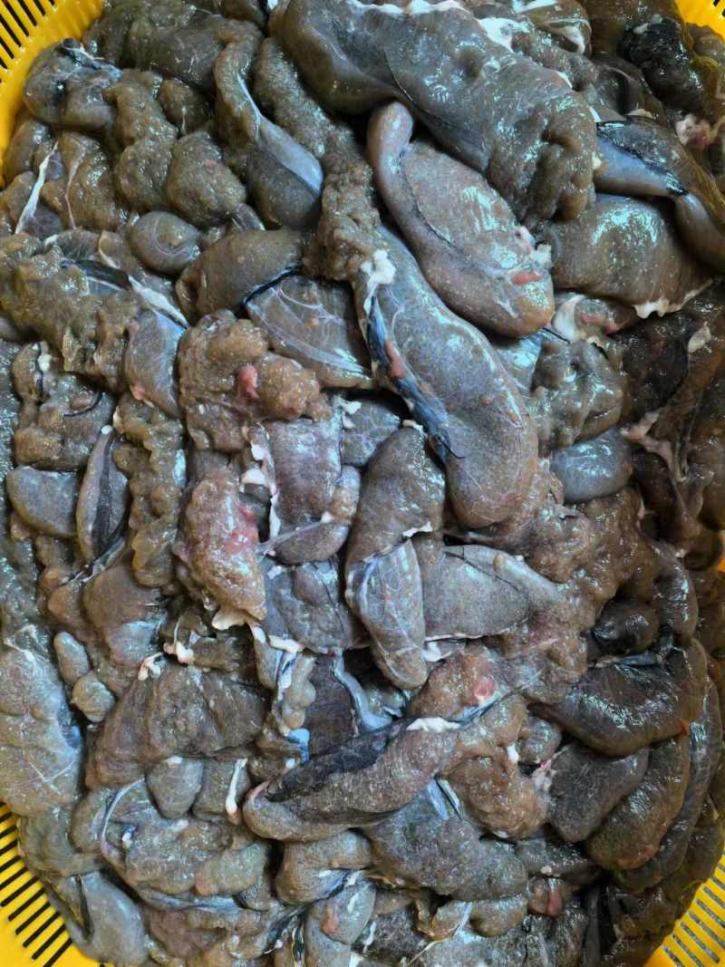 白莲鱼籽厂家大量批发，专车价格可淡