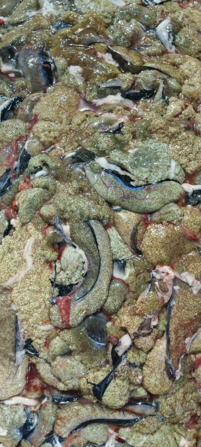 白莲鱼籽厂家大量批发，专车价格可淡