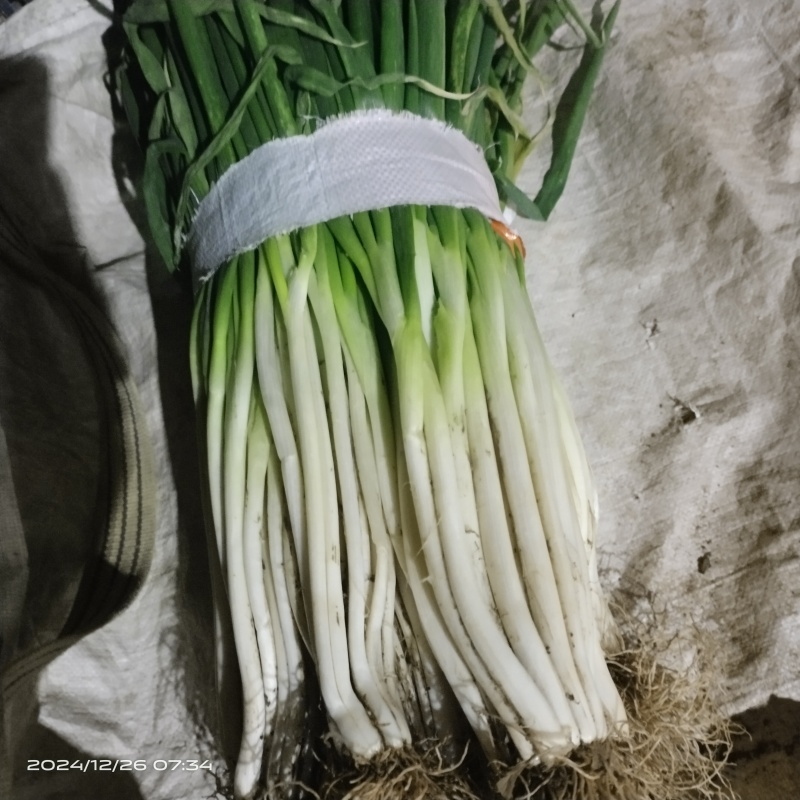 分葱大葱净葱1cm左右40cm以上