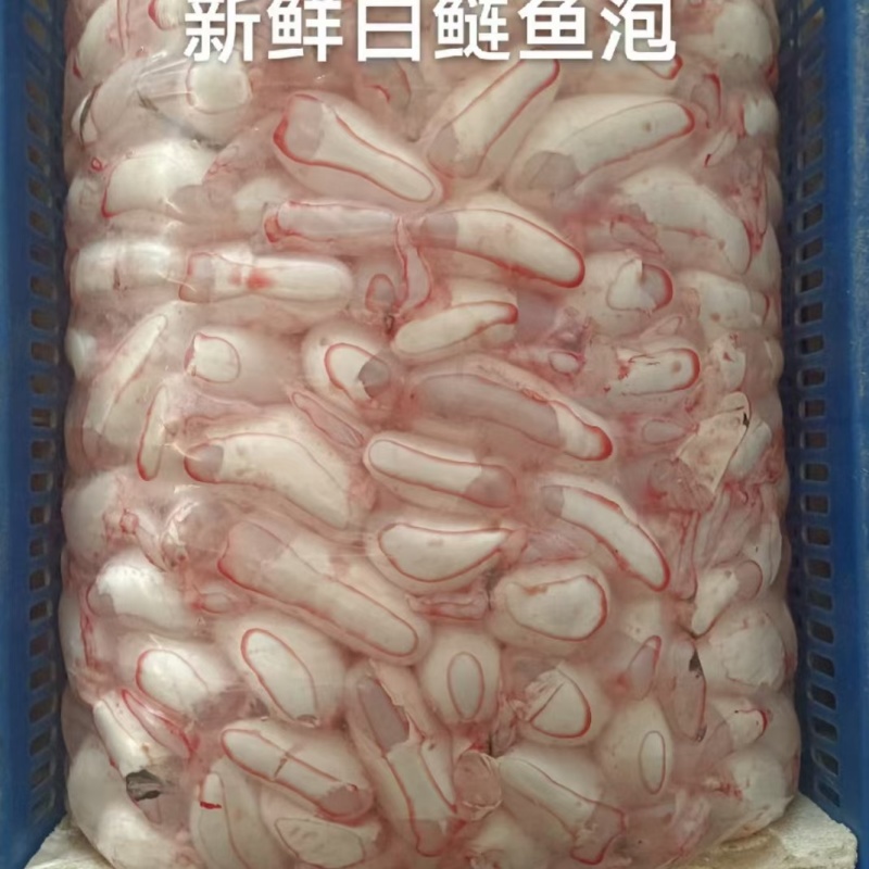 白莲鱼泡，白莲内泡，花鲢泡，草鱼泡，鲤鱼泡，大量批发