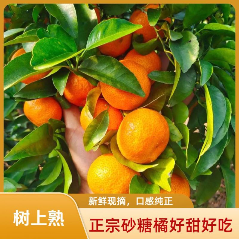 正宗广西砂糖沙糖桔当季新鲜柑橘水果桔子橘子薄皮蜜桔整箱包邮