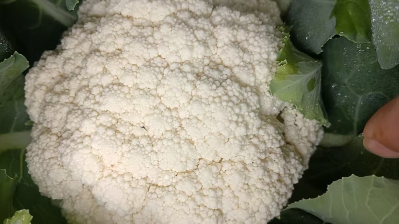 基地散花，花色洁白，小米粒。二斤以上，三斤半以下。