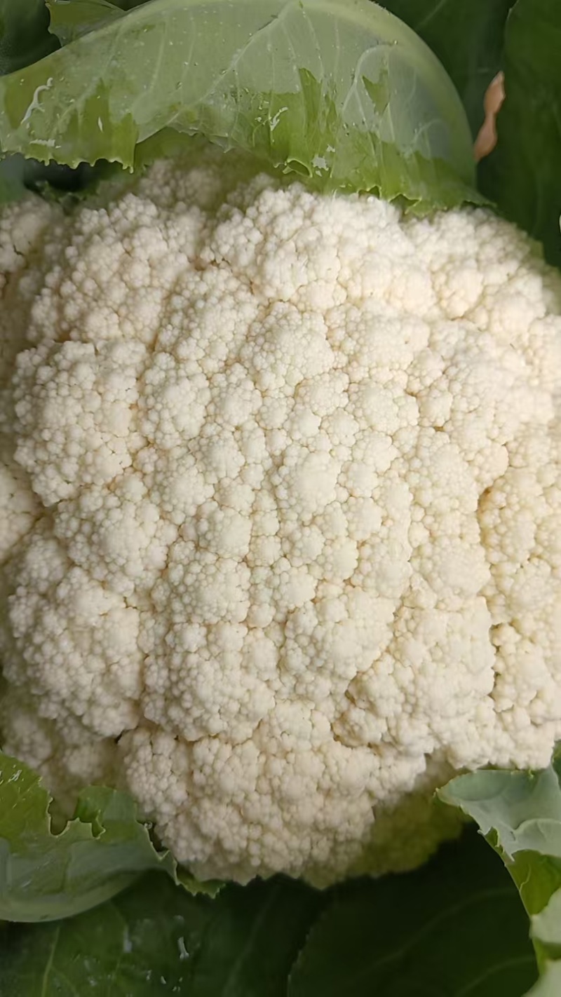 基地散花，花色洁白，小米粒。二斤以上，三斤半以下。