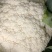 基地散花，花色洁白，小米粒。二斤以上，三斤半以下。