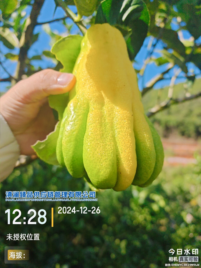 佛手瓜