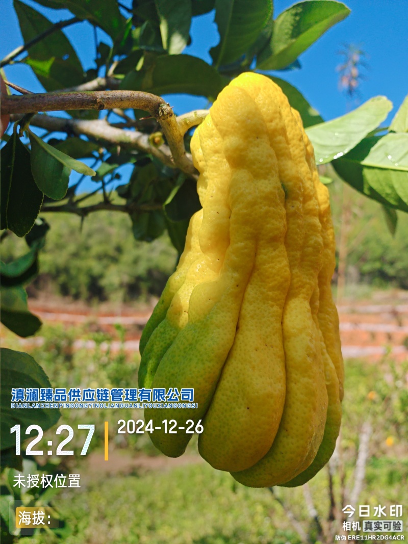 佛手瓜