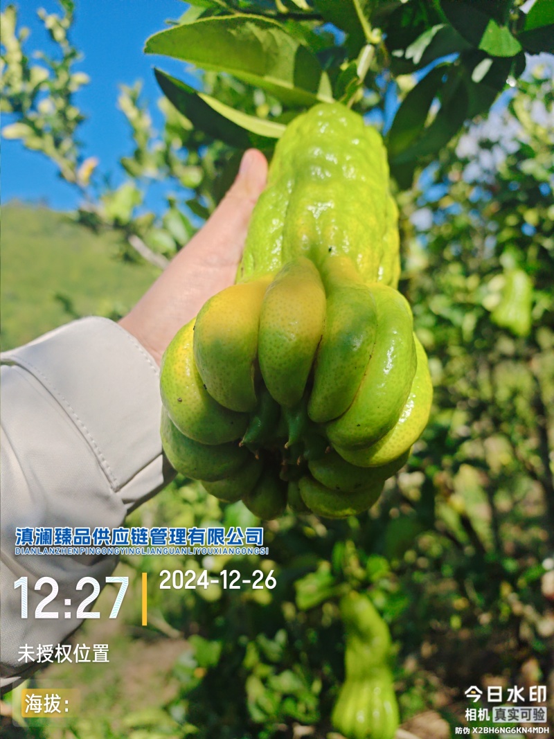 佛手瓜