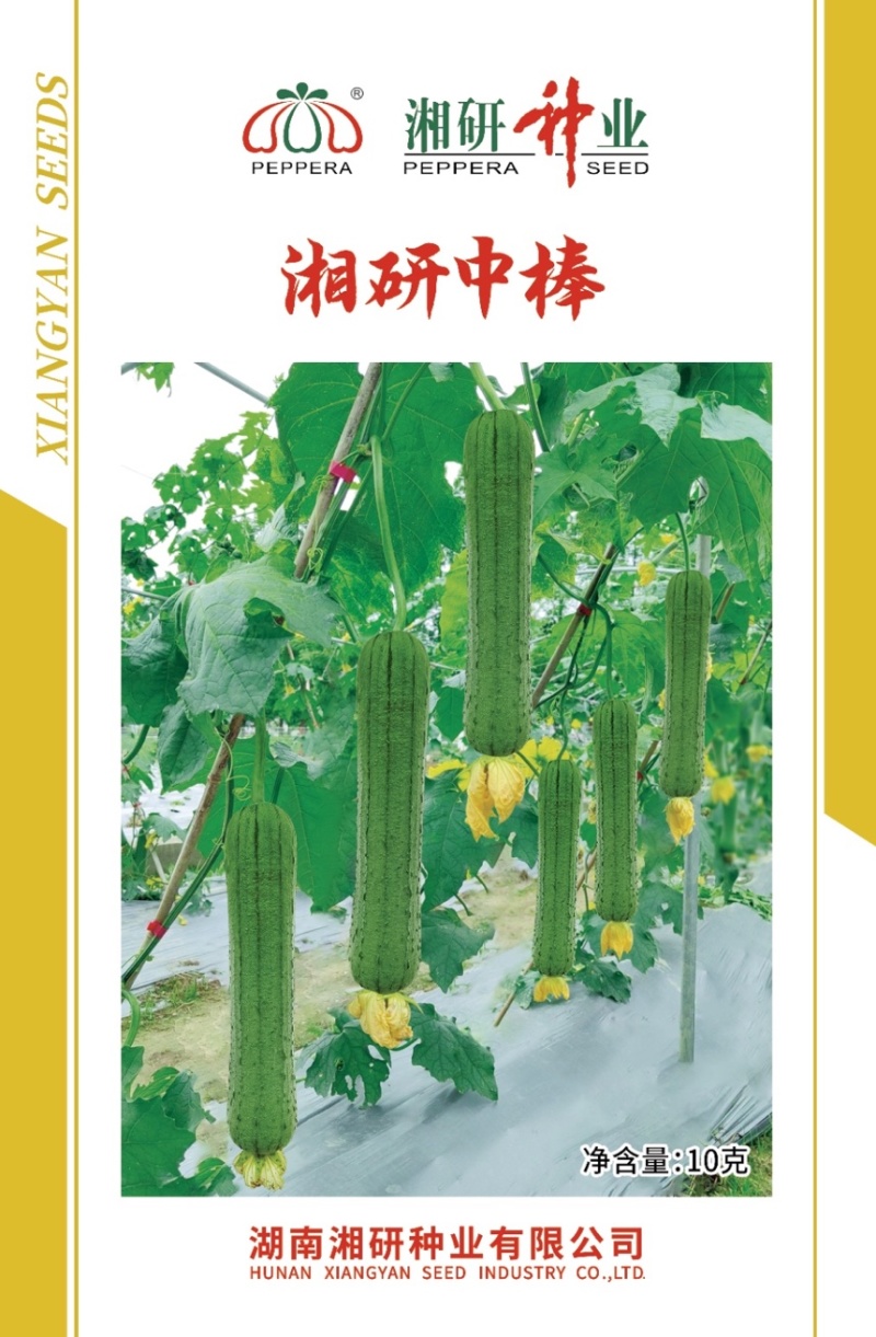 湘研中棒绿皮丝瓜种子芽率高条形好抗性强！