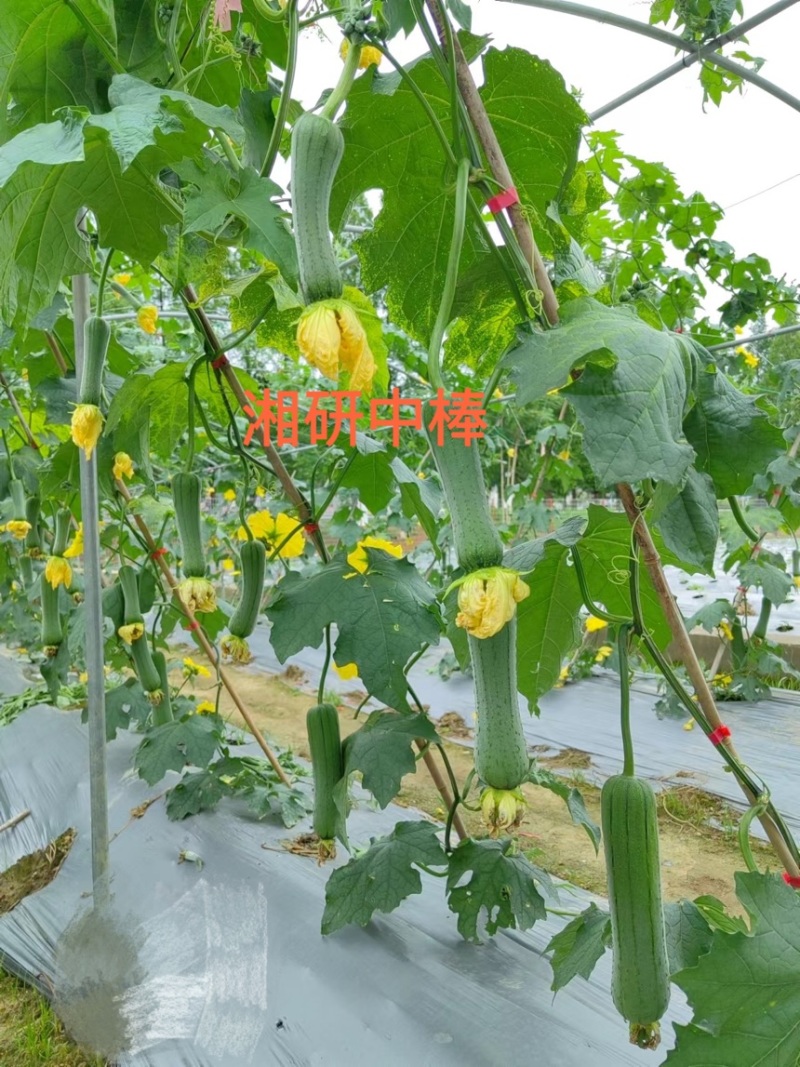 湘研中棒绿皮丝瓜种子芽率高条形好抗性强！