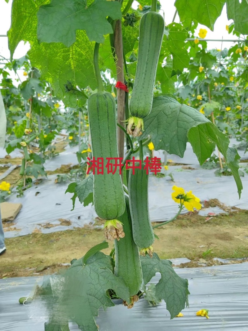 湘研中棒绿皮丝瓜种子芽率高条形好抗性强！