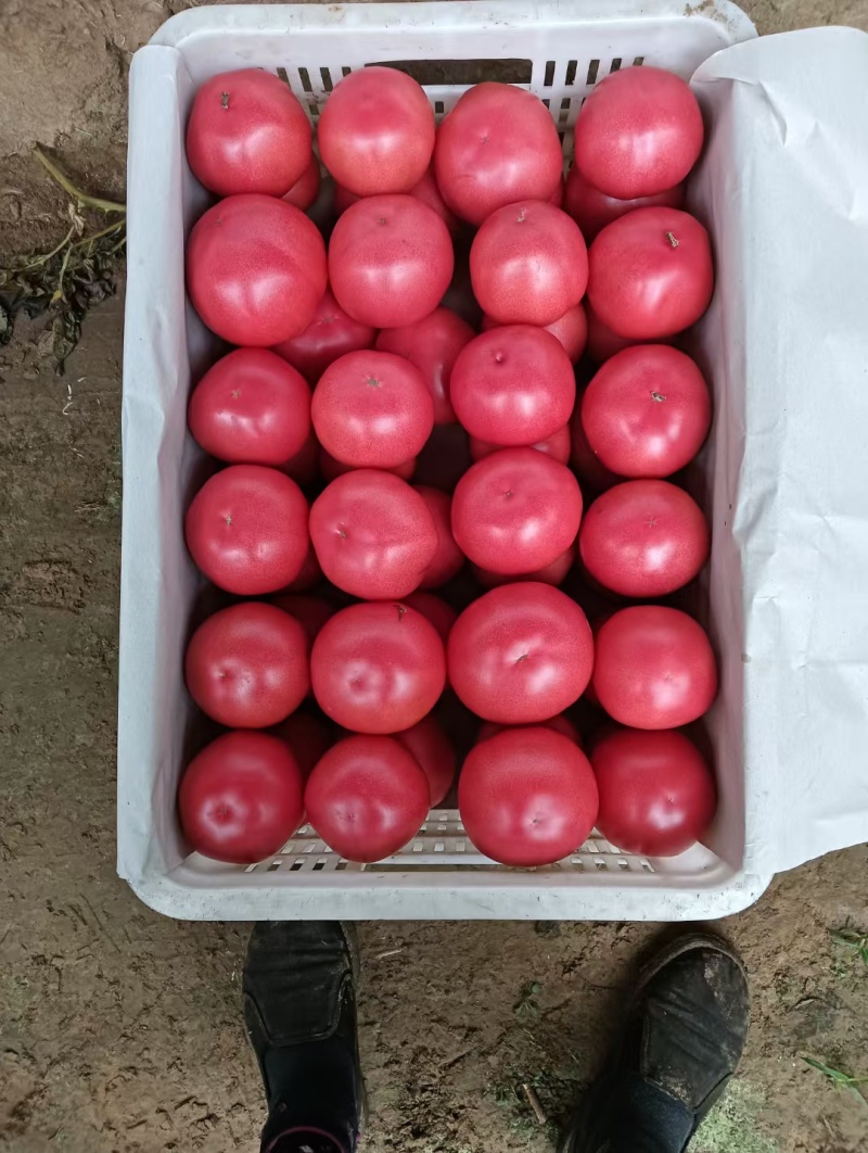 河北硬粉西红柿基地直发一手货源，视频看货欢迎致电