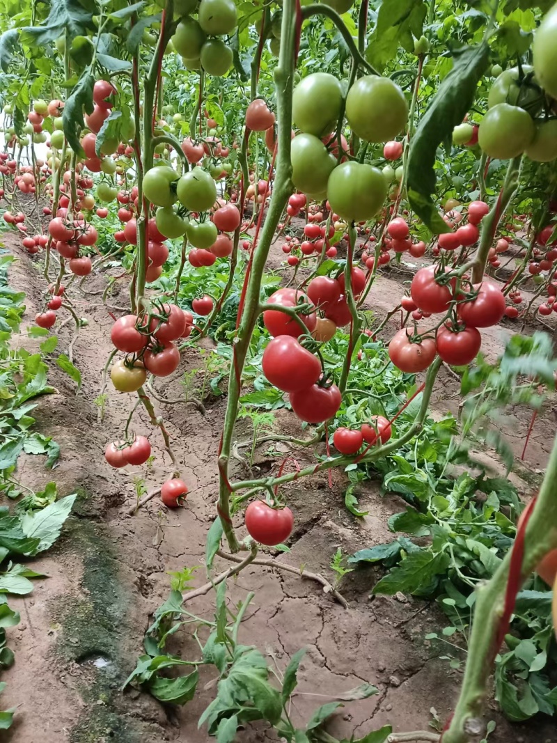 河北硬粉西红柿基地直发一手货源，视频看货欢迎致电