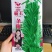 霸王一条鞭白芝麻种子中早熟单杆型抗重茬耐旱抗倒伏